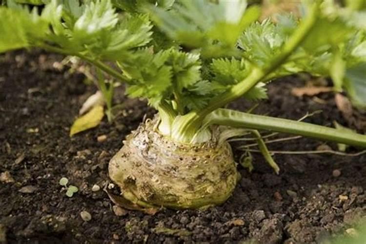 根芹种植技术：从播种到收获的全过程解析