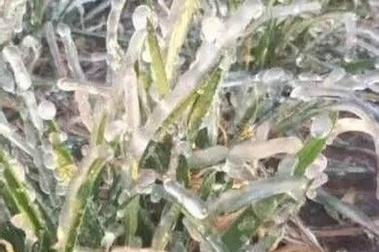 小麦什么时候容易发生冻害？发生冻害后怎样补救？