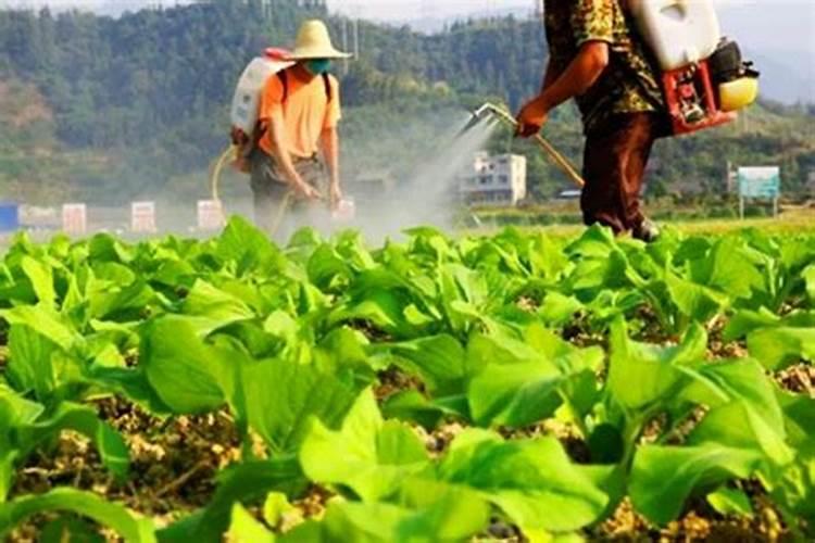 绿意盎然：揭秘喷施叶面肥助力增产保质的奥秘