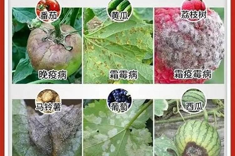 守护番茄园的艺术：有效防治霜霉病的策略与药剂选择