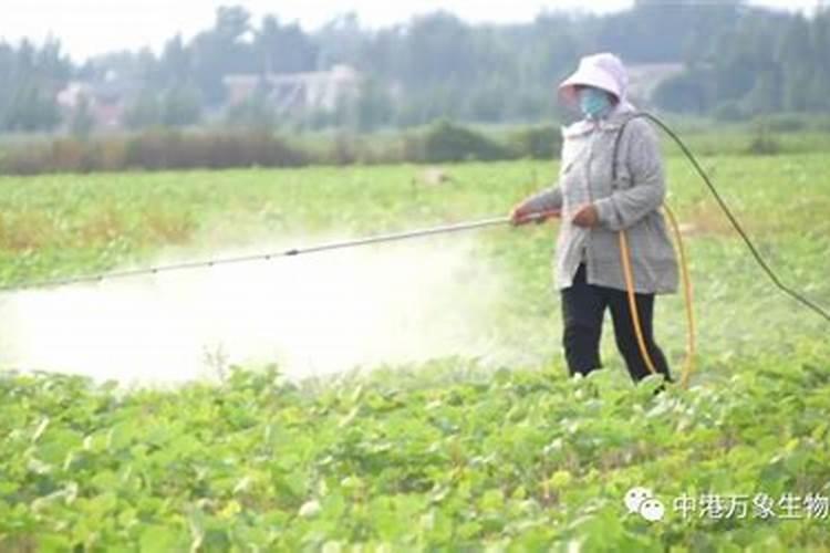 氮肥喷叶面作用是什么原理呢？
