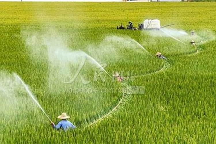 因地制宜混用杀菌剂和杀虫剂，防治水稻中后期病虫害