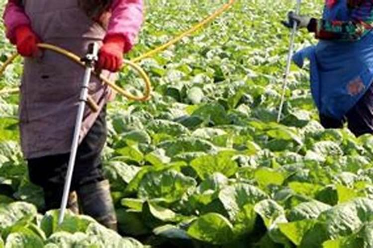 菜生虫不用农药怎么治用农药怎么治？