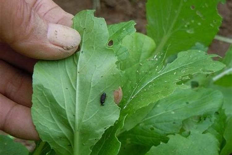 小青菜生虫不用农药有何方法能驱虫