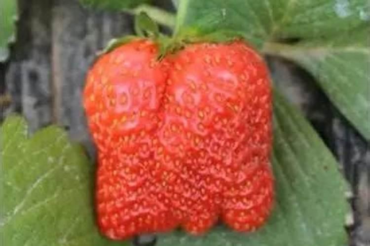 草莓畸形是什么原因造成的？草莓畸形该如何解决呢？