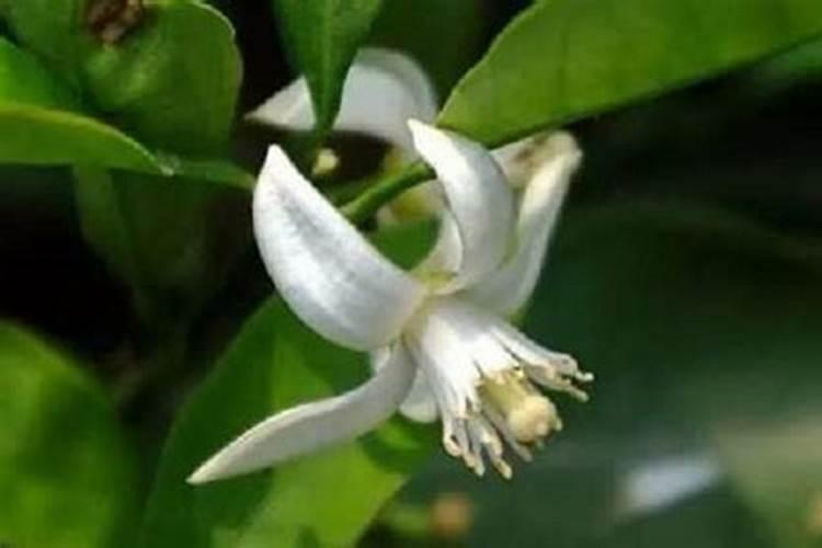 柑橘促花有哪些妙招？