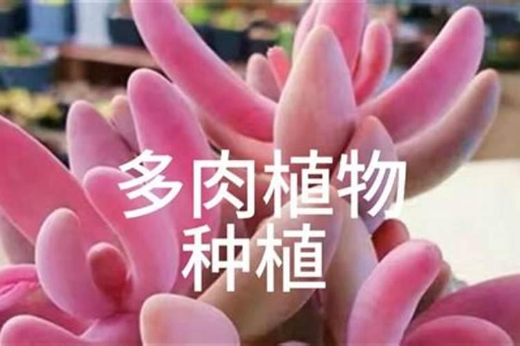 如何在网购多肉植物后正确种植？