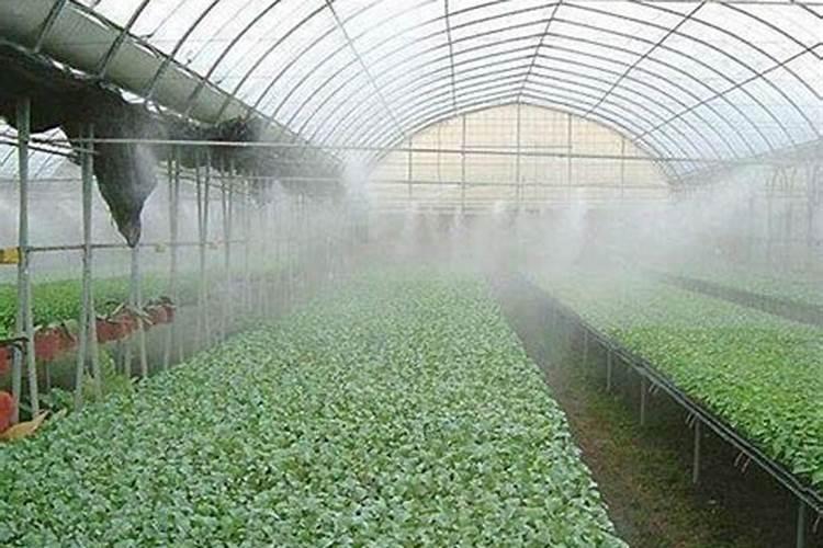 绿洲之光：大棚温室蔬菜的节水灌溉新技术