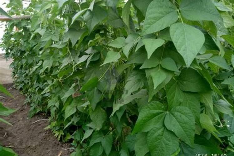 四季上市的豆角施什么肥才能高产？