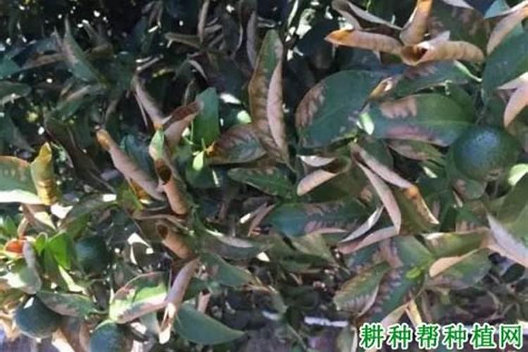 柑橘尿素施用不当危害是什么？如何正确施用尿素
