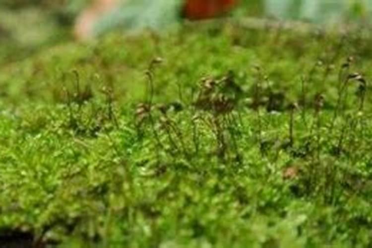 苔藓植物长不高是因为什么原因