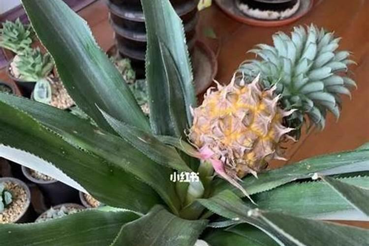 盆栽凤梨花的养殖方法与繁殖技巧？