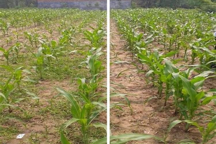 玉米“大双覆”栽培如何用除草剂除草？