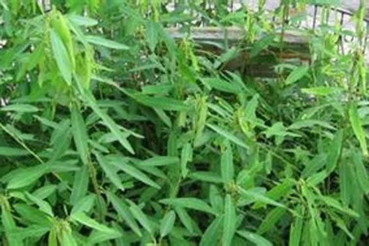 跳舞草怎么养殖？种跳舞草需要注意哪些？