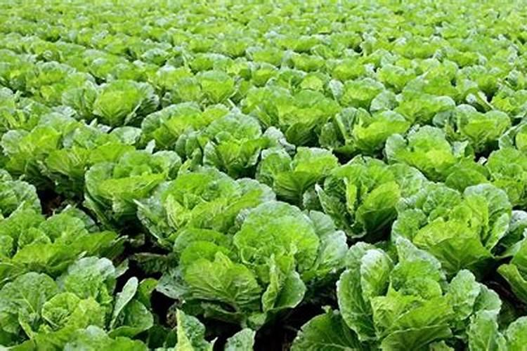 炎夏蔬菜栽培：掌握六大关键步骤，确保夏季丰收