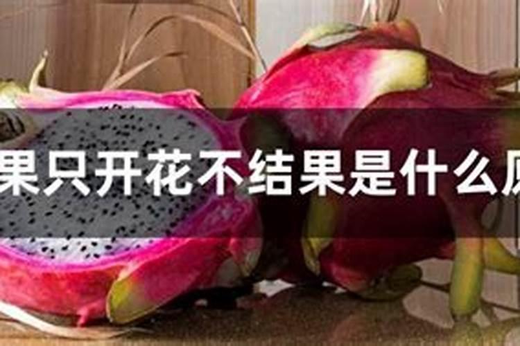 火龙果只开花不结果的原因是什么？