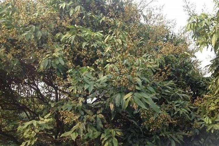 荔枝不开花的原因是什么？