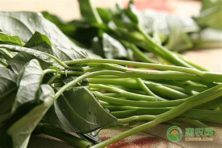 预防空心菜猝倒病发生的巧方法？