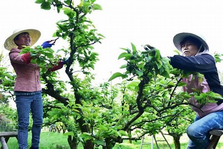 提升梨园产量：疏花疏果药剂的科学运用