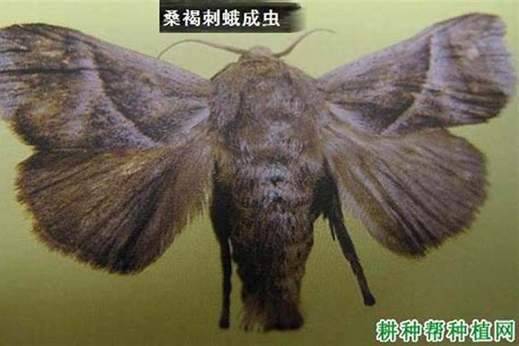 核桃树的守护者：刺蛾防治全攻略