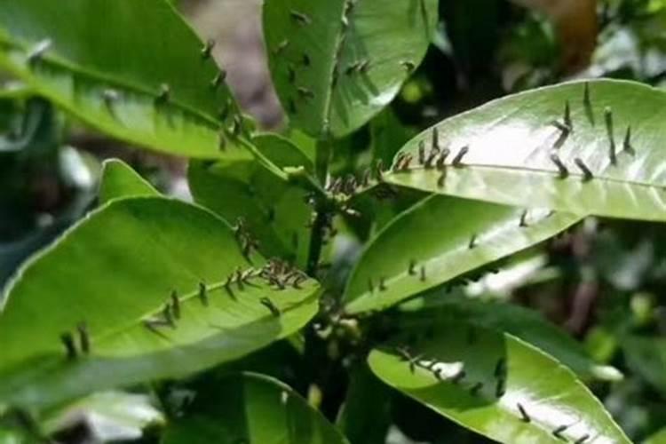 蚜虫、介壳虫、木虱防治新方法，治一次管120天？