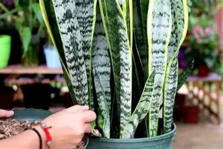 芝麻饼肥适合什么植物？