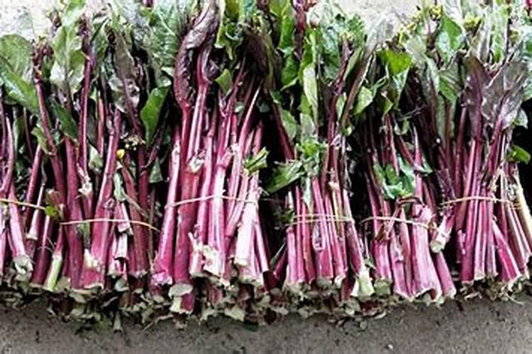 北方菜苔的黄金种植手册：时间与方法详解？