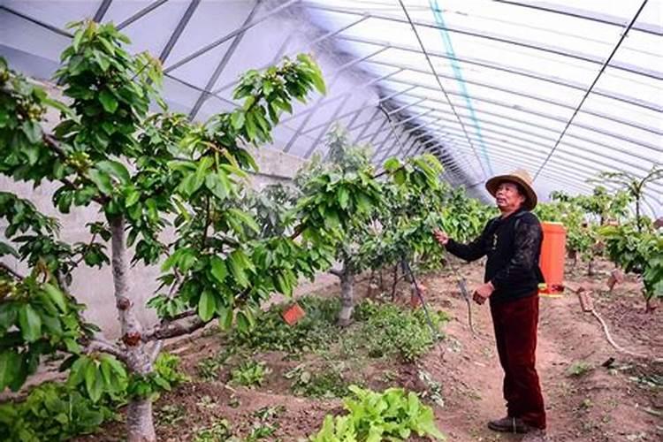 樱桃施肥的黄金时期与注意事项