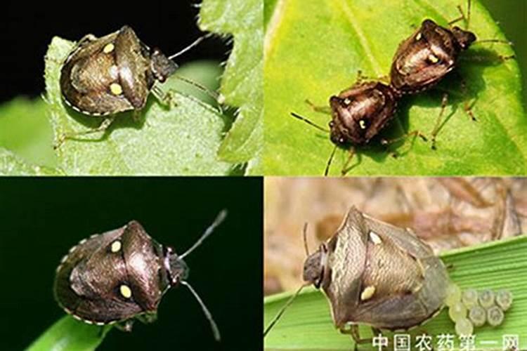 二星蝽的药剂防治全攻略