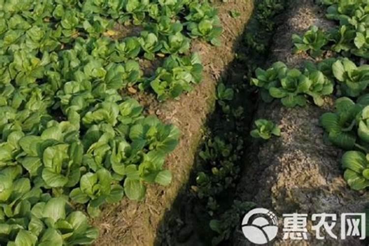 冰菜一年可以种几次,种植多久才可以收获