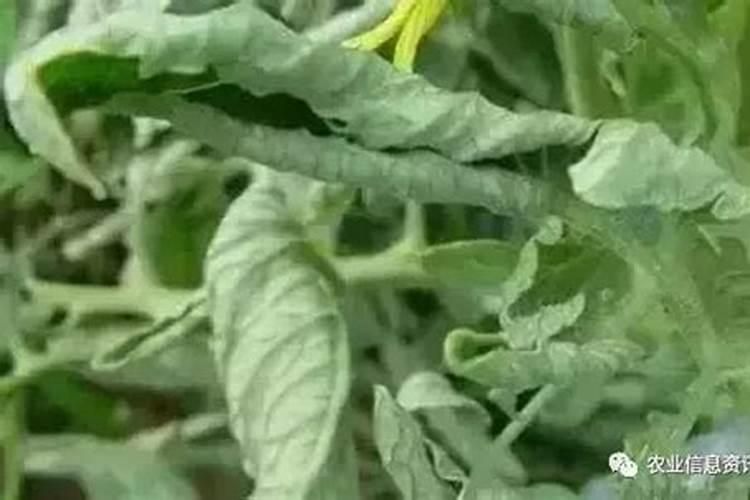 植物叶子卷曲什么原因？