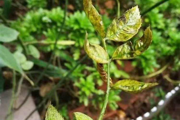植物叶子卷曲什么原因植物叶子卷曲的原因