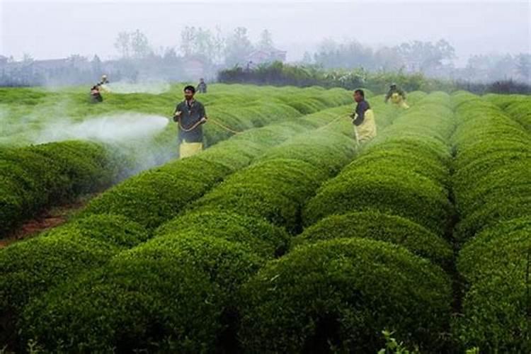 茶叶农药畅背后存隐忧市场没有真正高效低毒农药？
