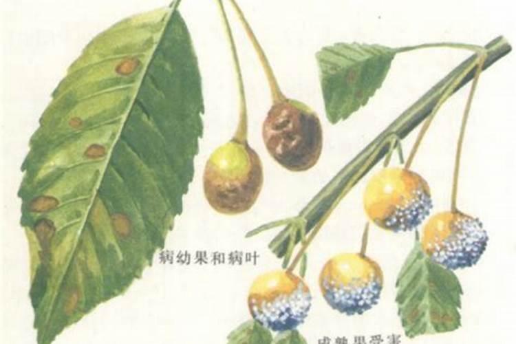 山楂腐烂病的药物治疗与管理策略