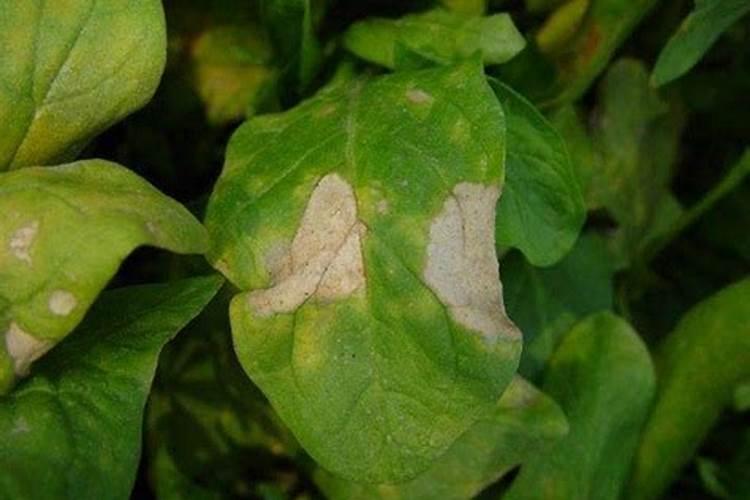 绿色守护：有效防治菠菜叶斑病的策略