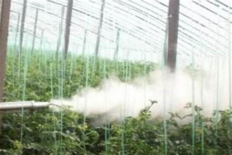 棚室蔬菜粉尘法喷药要点：确保安全高效的植保策略