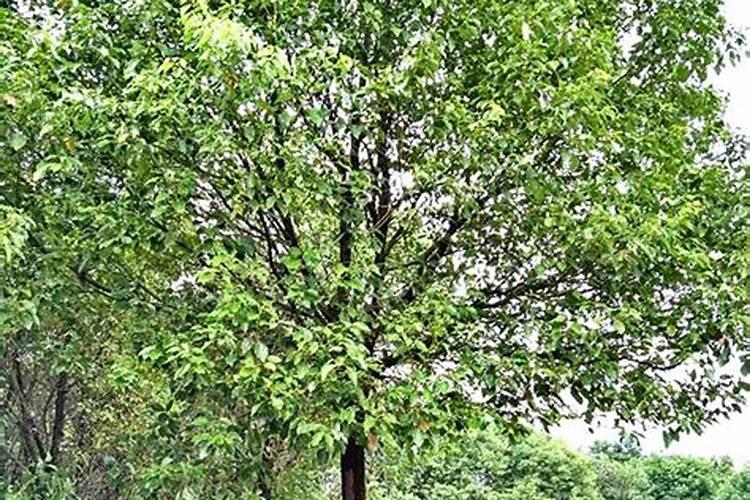 绿色守护者：香樟树的种植与栽培技术全解析