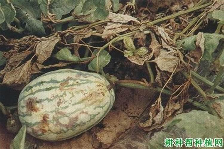 西瓜抗病之路：有效防治枯萎病的策略与实践