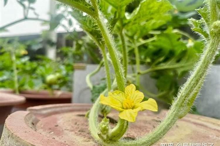 西瓜花期打药的科学与艺术