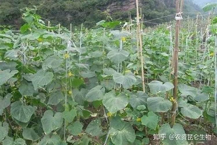 黄瓜立枯病的药剂防治策略详解
