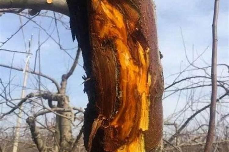苹果树发生腐烂病的原因