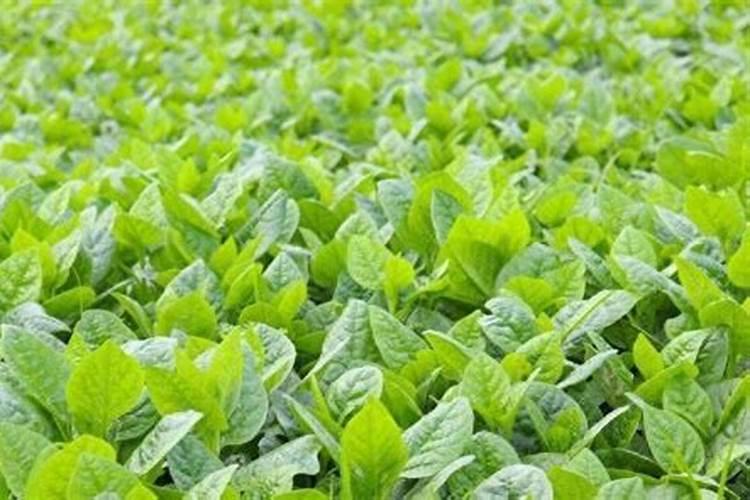 绿指间的盛宴：掌握西洋菠菜种植的黄金法则