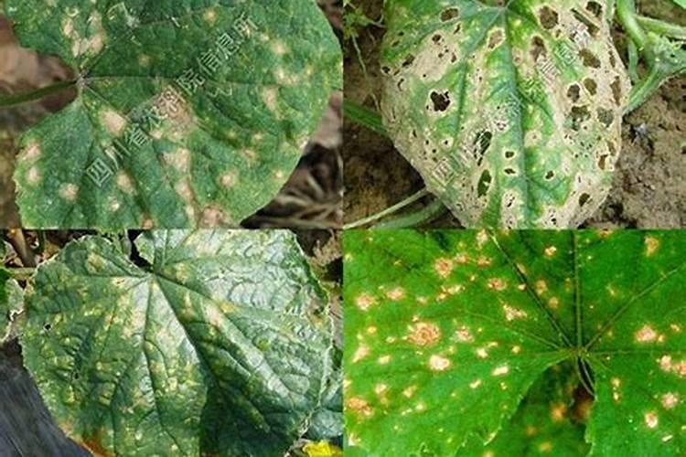战胜黄瓜黑星病：有效药物与综合管理策略