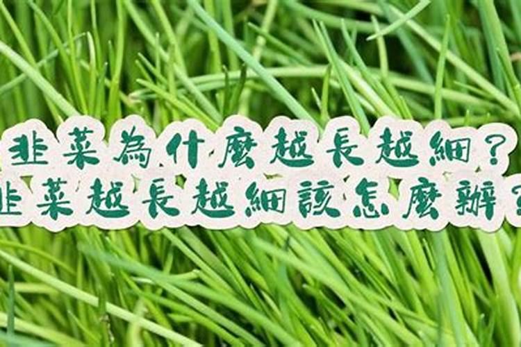 韭菜越割越细该怎么办？要怎么解决？