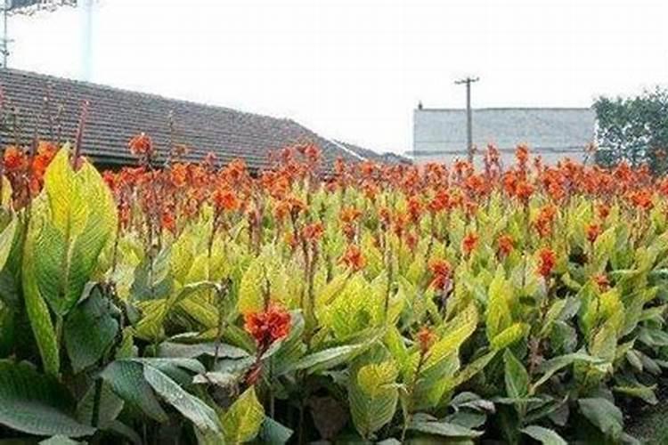 让美人蕉安然过冬：精心呵护下的冬季管理秘籍