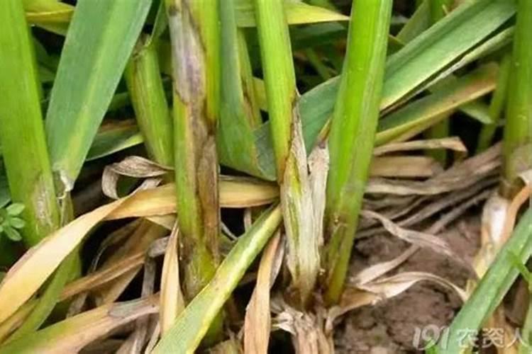 小麦纹枯病的病原菌：揭秘植物病害的“幕后黑手