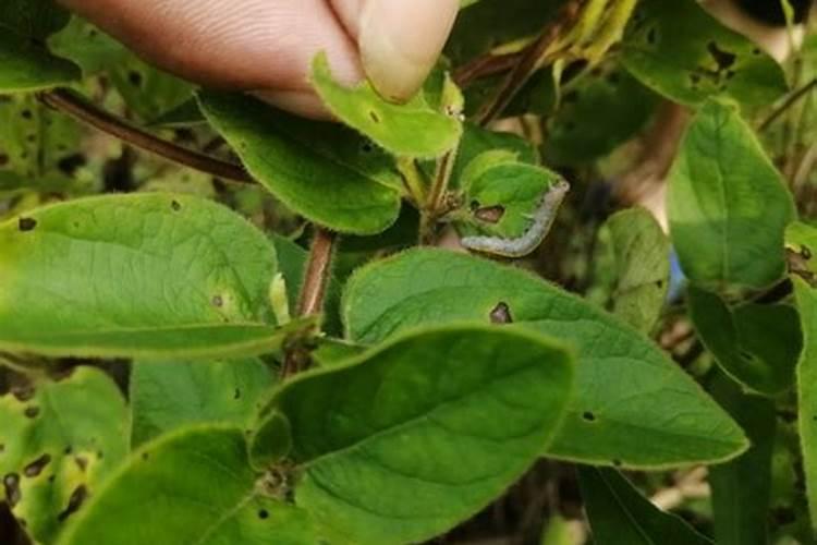 金银花叶斑病防治：策略与实践