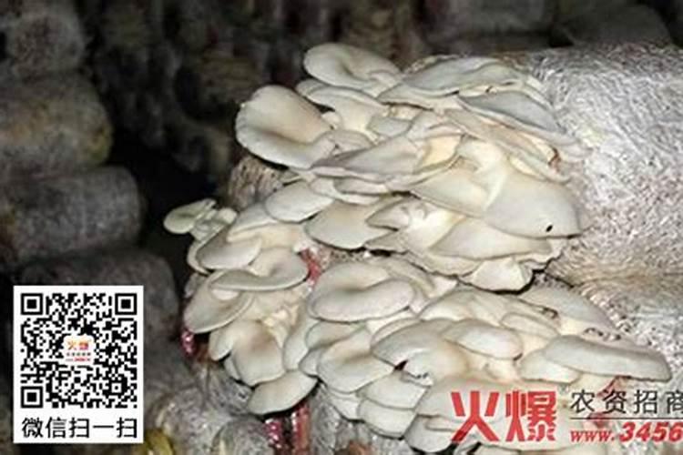 防治平菇“白疙瘩”的方法？