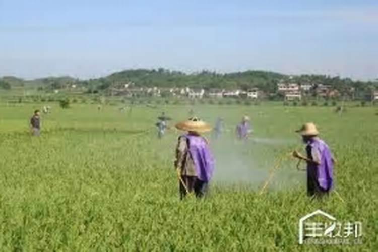 打农药这些盲区,你知道吗？