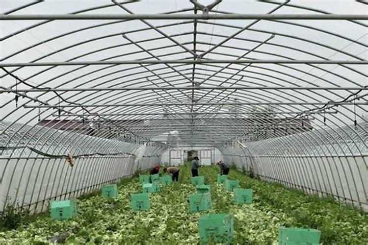 大棚菜遇到不利天气的特殊措施